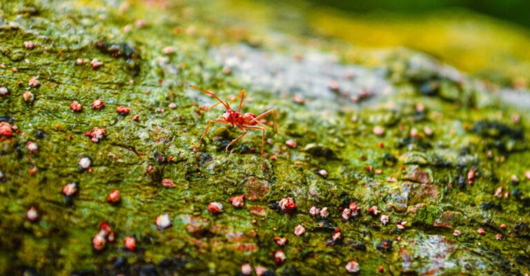 découvrez notre hôtel à insectes, un refuge idéal pour les pollinisateurs et autres insectes bénéfiques. offrez-leur un habitat sûr et favorisez la biodiversité dans votre jardin avec notre gamme d'abris écologiques et esthétiques.