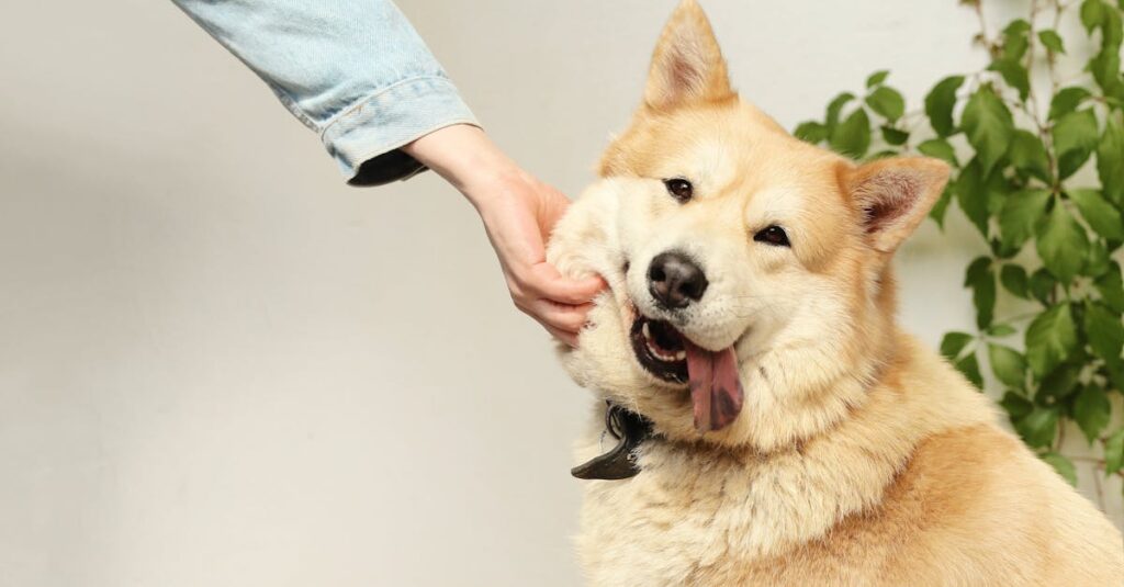 découvrez notre sélection d'hôtels dog-friendly où vos compagnons à quatre pattes sont les bienvenus. profitez d'un séjour confortable avec votre chien dans des établissements adaptés.