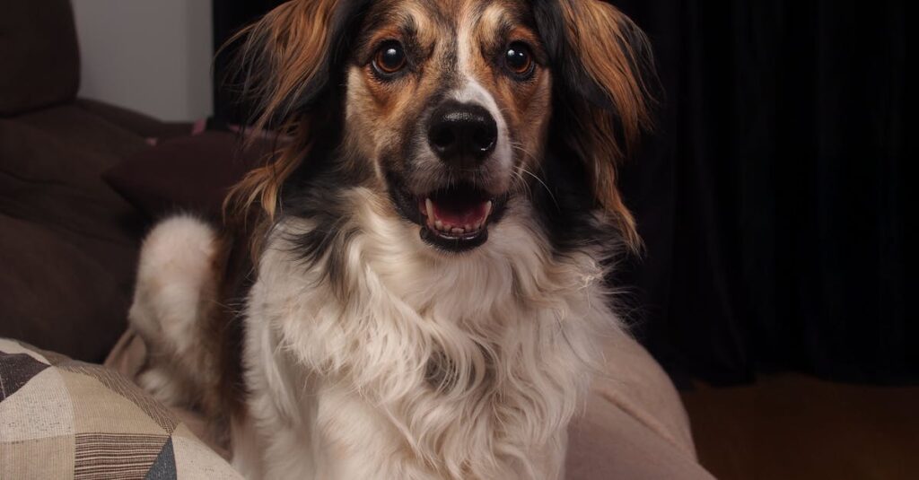 découvrez notre sélection d'hôtels dog-friendly où vos animaux de compagnie sont les bienvenus. profitez d'un séjour confortable et convivial avec votre chien.