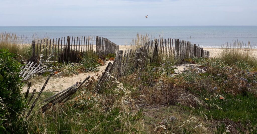 découvrez les meilleurs hôtels en bord de mer à cap ferret pour un séjour idyllique entre océan et nature, avec confort et vues imprenables.