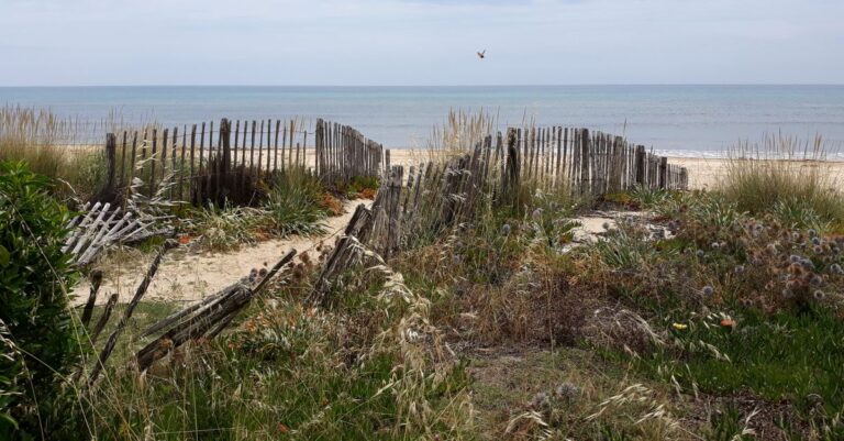 découvrez les meilleurs hôtels en bord de mer à cap ferret pour un séjour idyllique entre océan et nature, avec confort et vues imprenables.